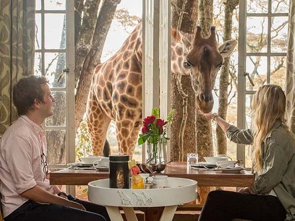 Dunyanin En İlginc Restoranlari Giraffe