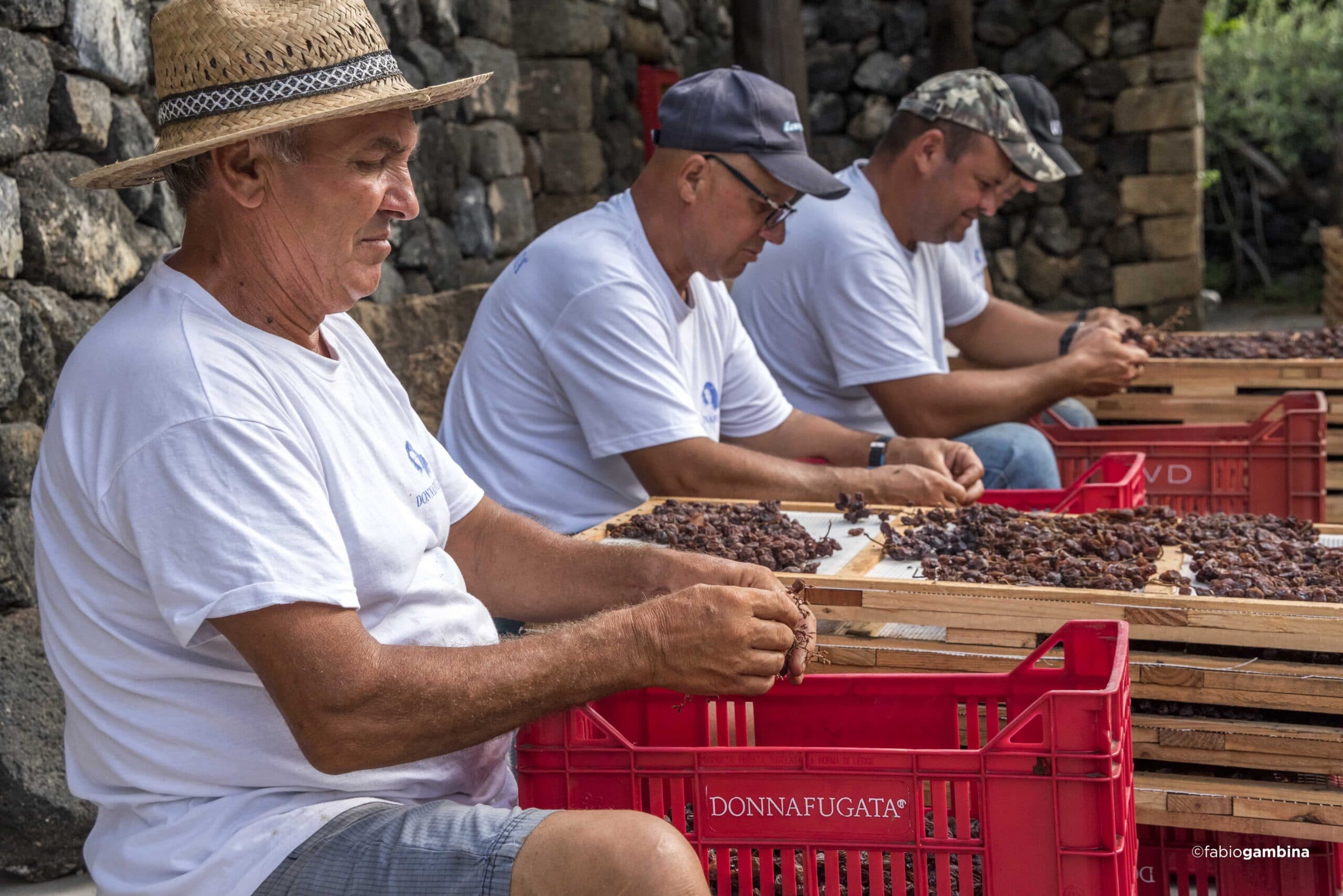 dort ulke yedi uretici 2025 bagbozumu donnafugata 06 1
