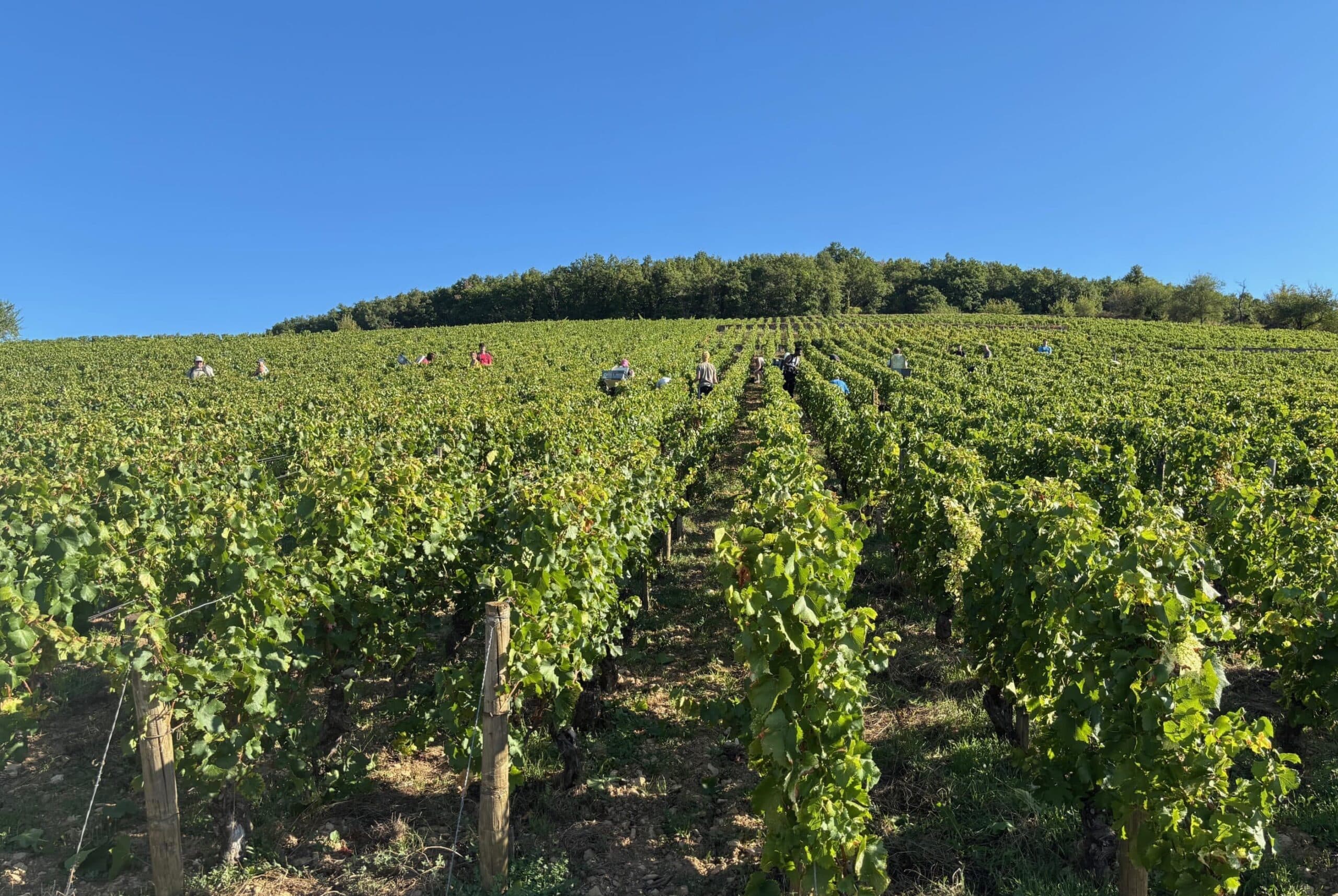 dort ulke yedi uretici 2025 bagbozumu louislatour 03