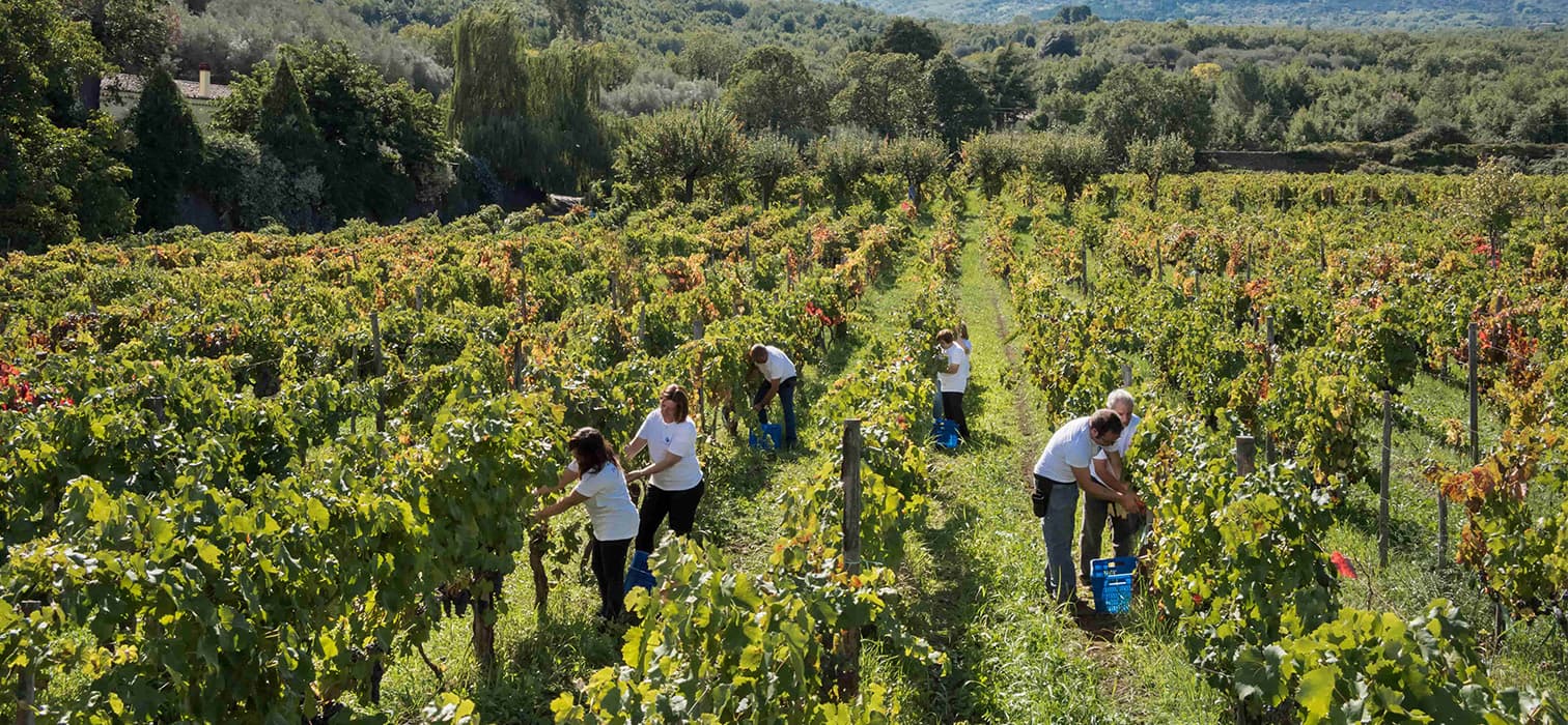 Dört Ülke, Yedi Üretici ve 2025 Bağbozumu