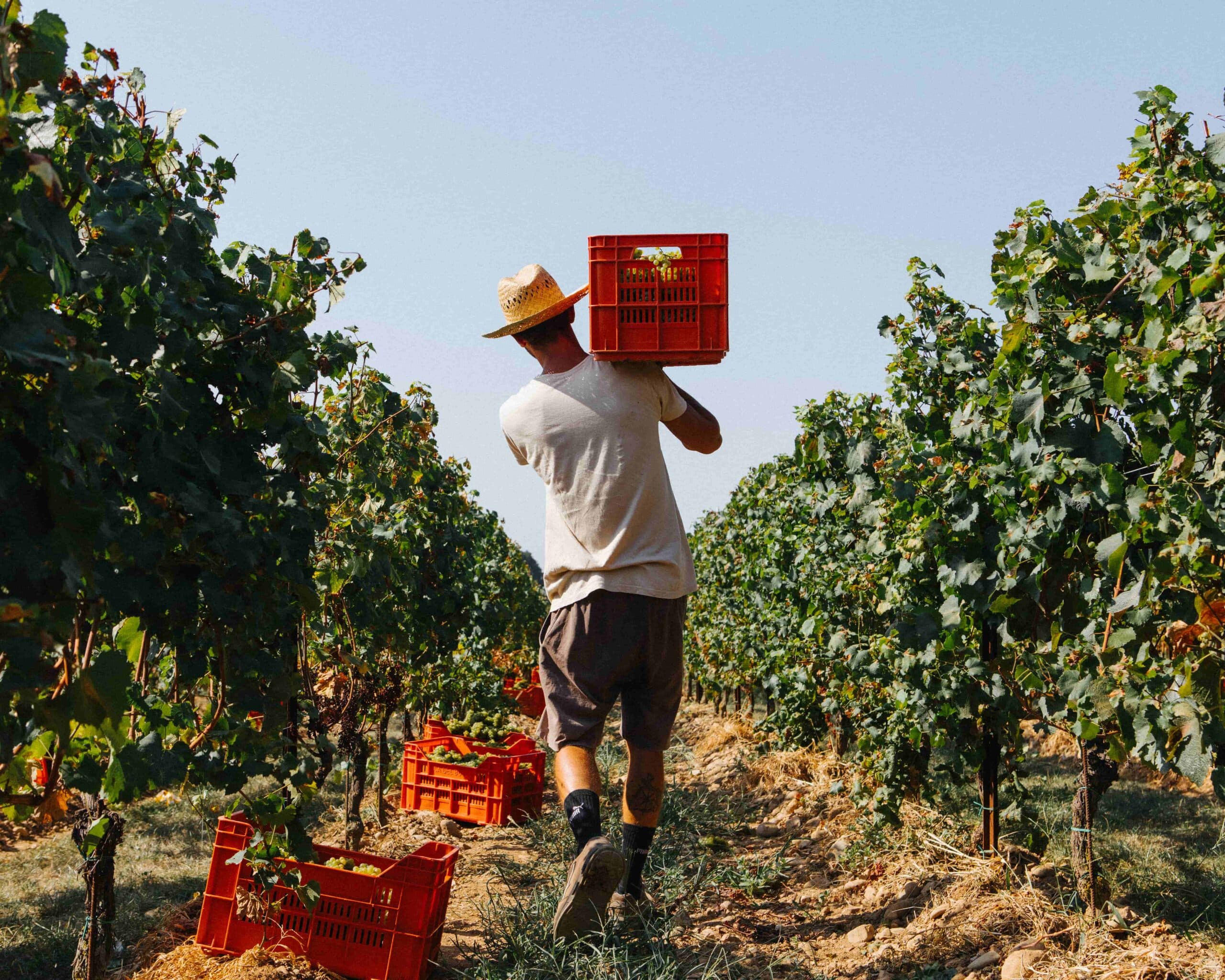 giacomo marzotto Ca del Bosco Harvest 1 Photo by Marco D Amico