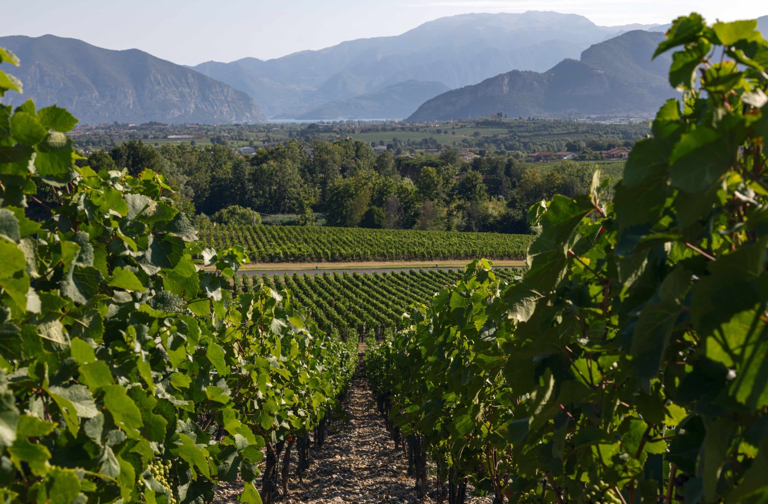 giacomo marzotto Ca del Bosco Vineyard 6 Photo by Mattia Aquila 1