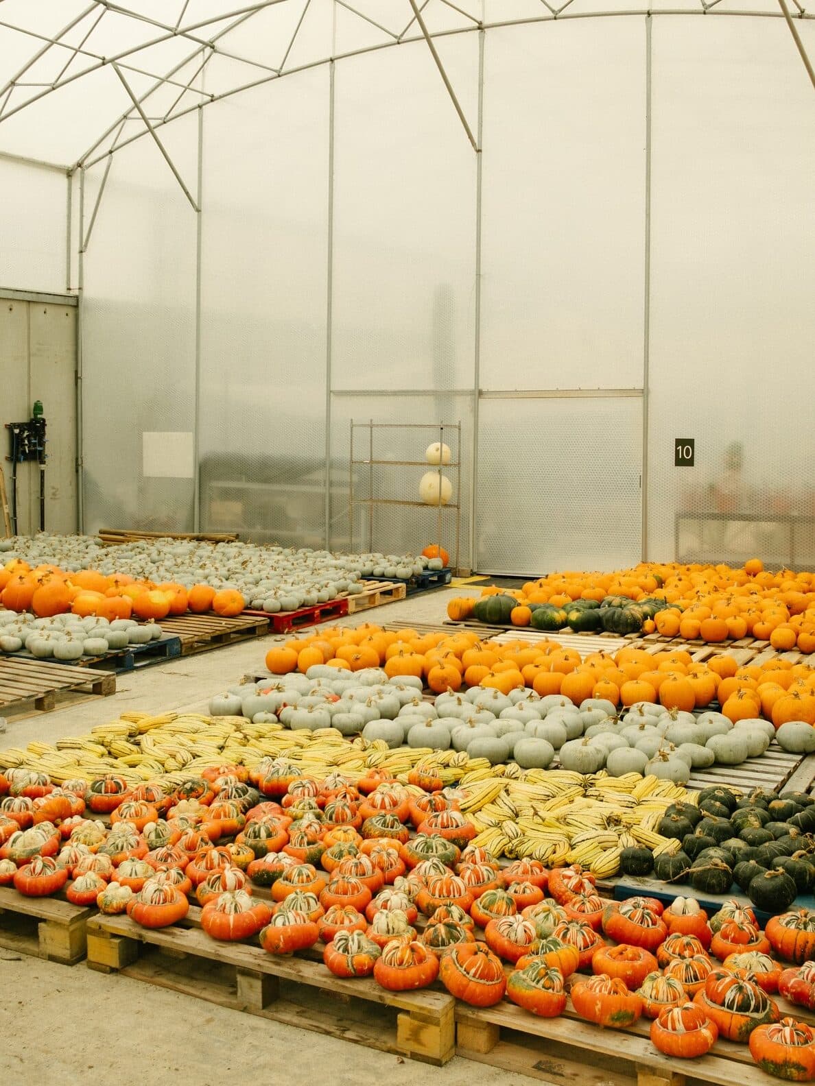 wellness inzivalari newth edited