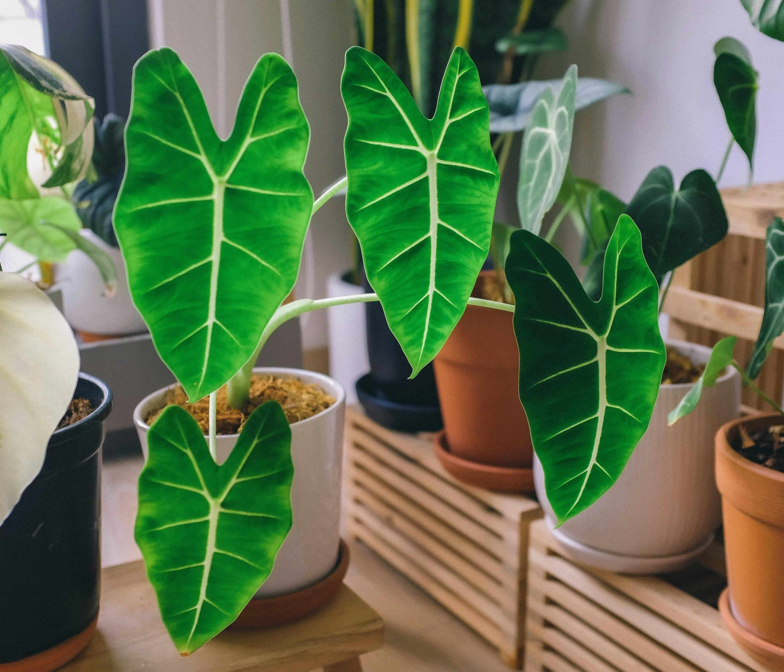 evde kolayca yetistirebileceginiz 9 bitki alocasia 1