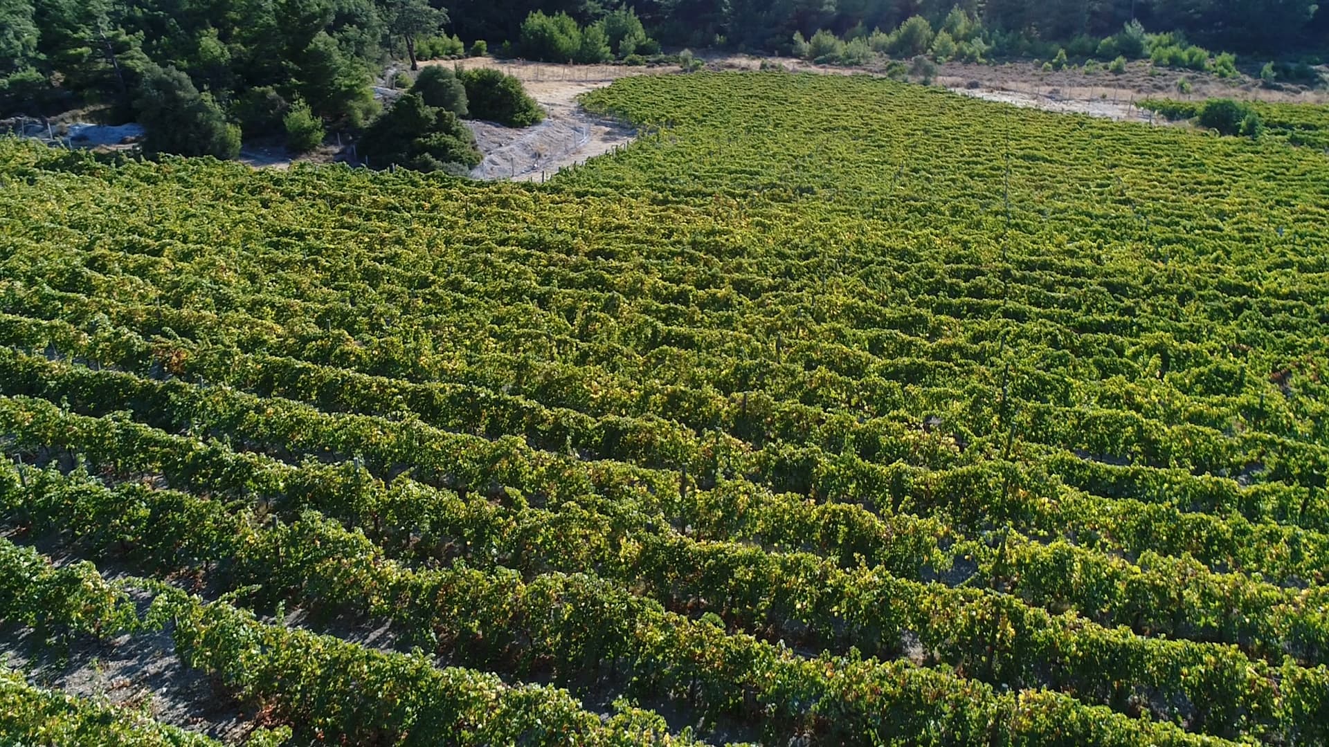 Mozaik Şarapçılık