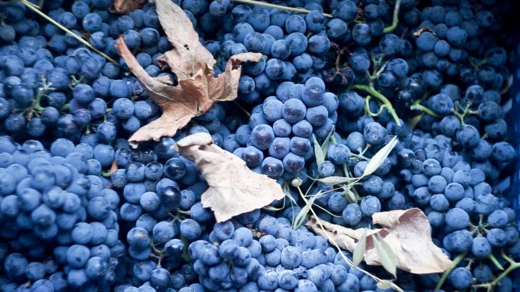 mozaik sarapcilik 04