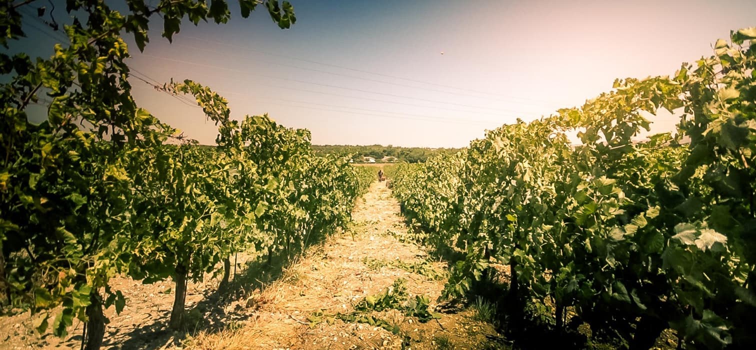 Diplomasiden Toprağa: Mozaik Şarapçılık