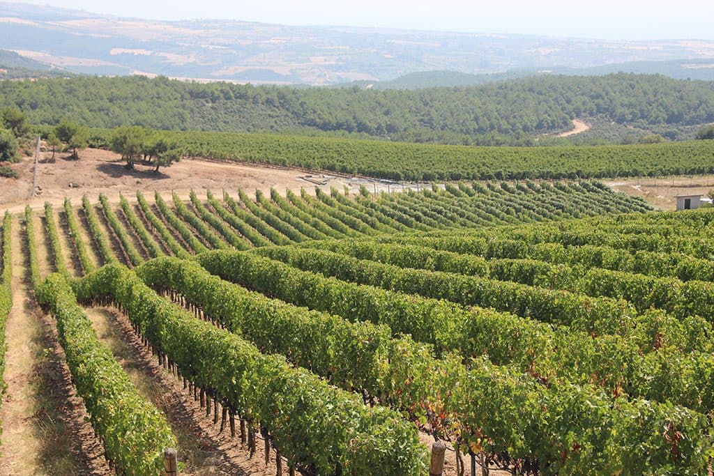 sarap tadimi yaparken bilmeniz gerekenler kalpak 01