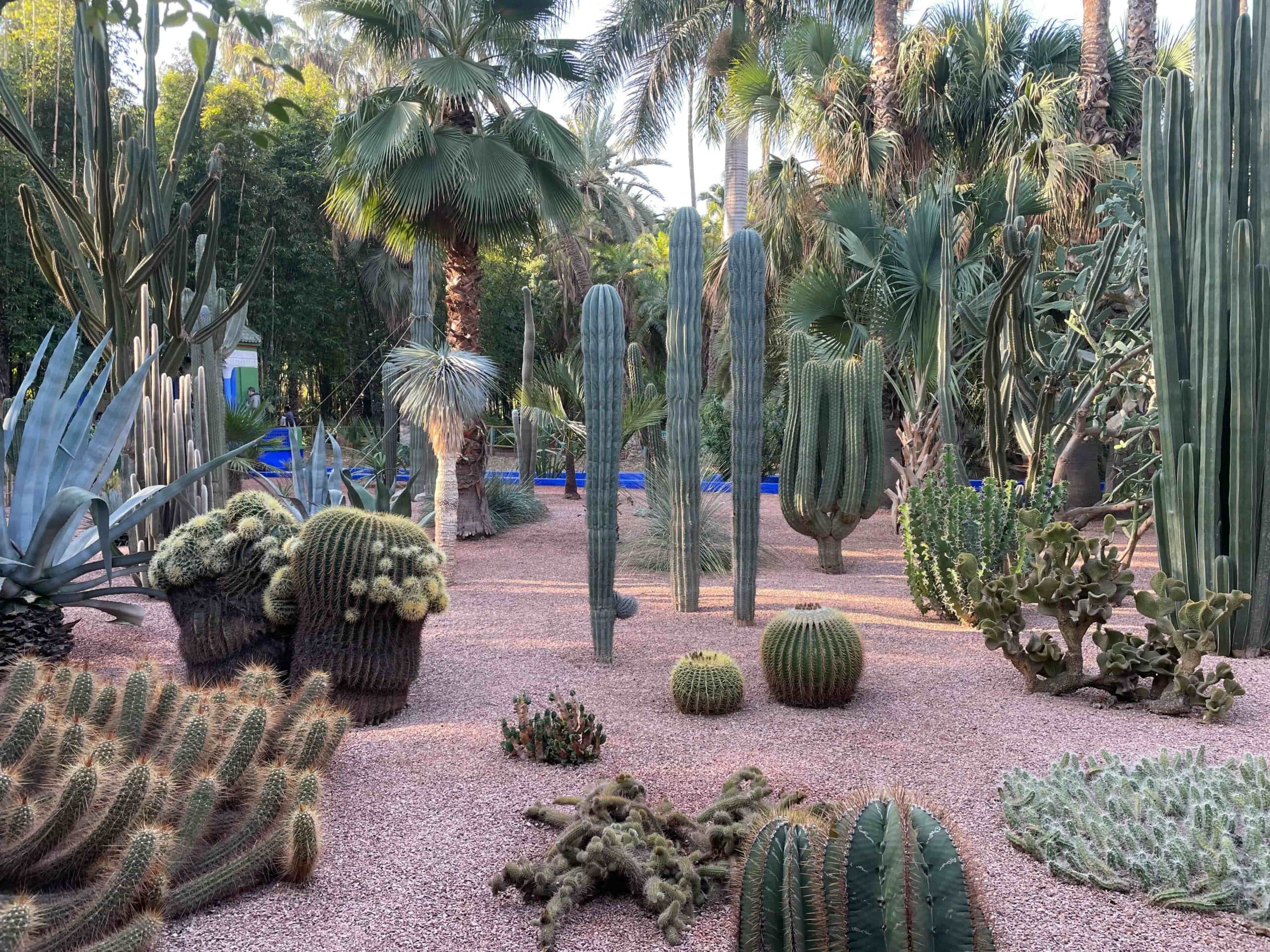 dunyanin en guzel bahceleri Majorelle