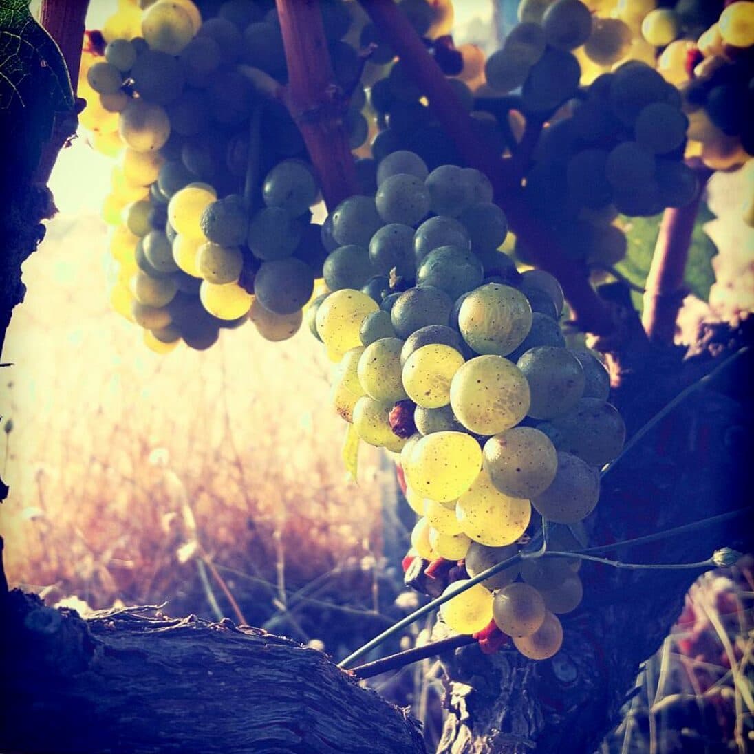 Urlice Chardonnay Grape