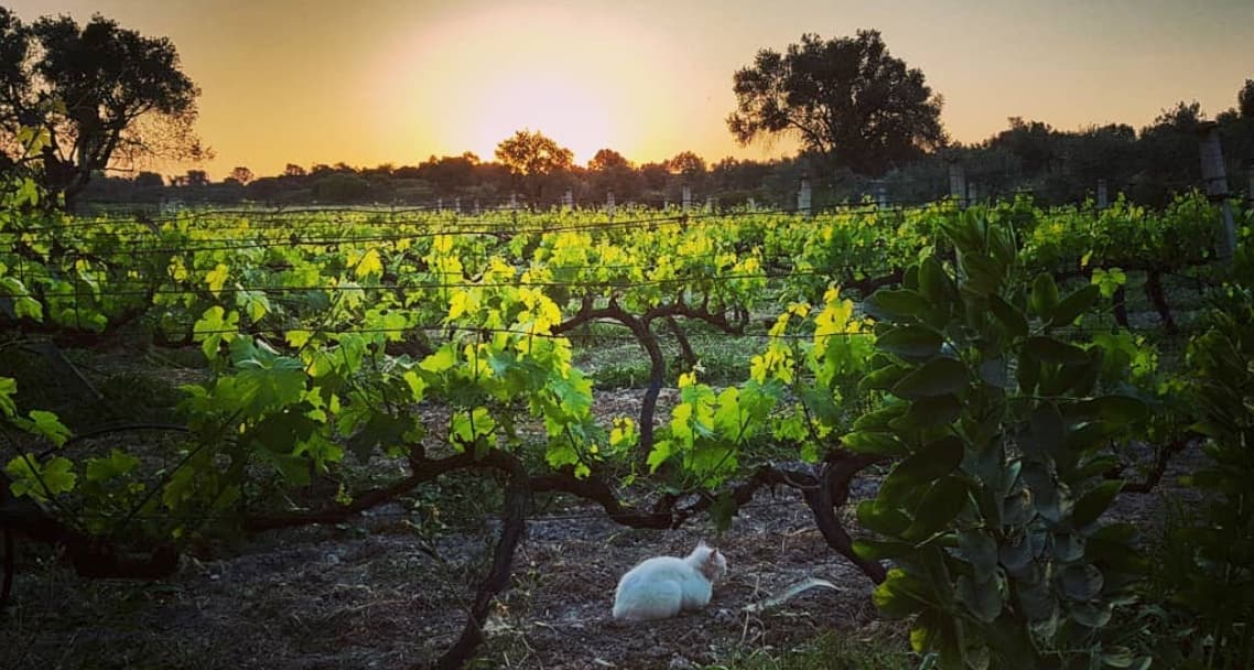 Urlice Vineyard Cat