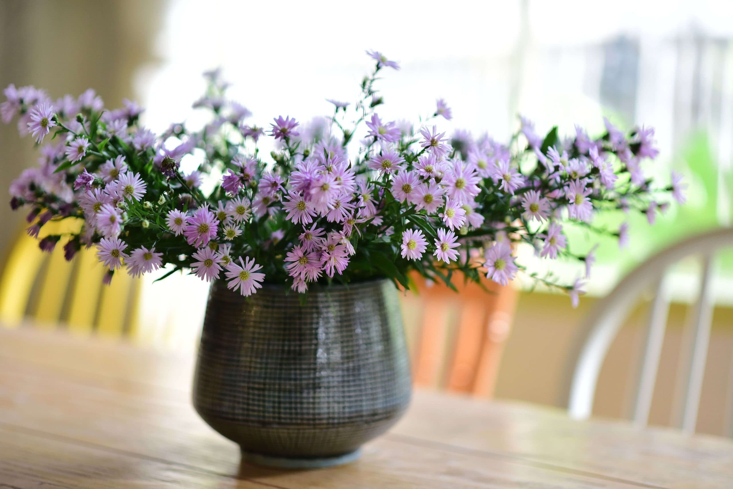 Aster