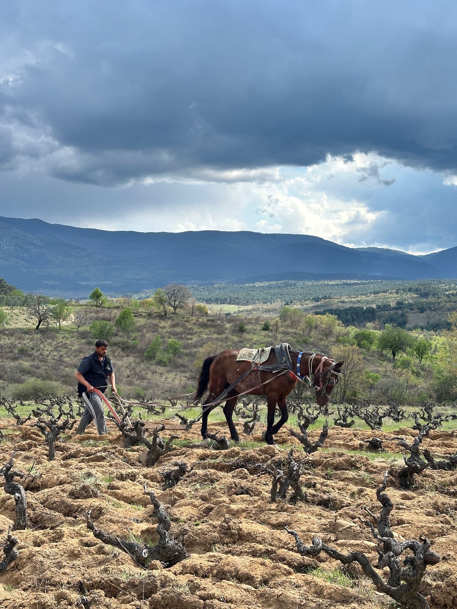 İn The Karasakiz Vineyard