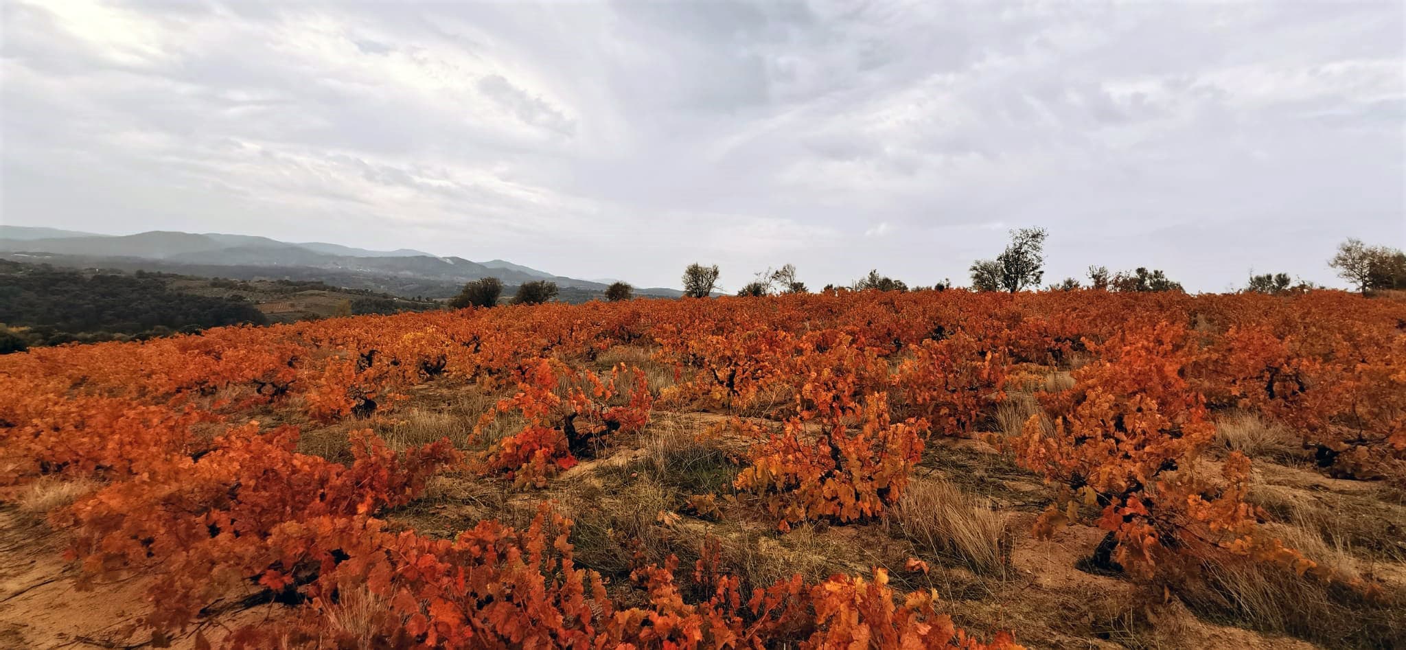 Karasakiz Vineyard İn Cavuslu Village Bayramic Canakkale @dogo Bitecik