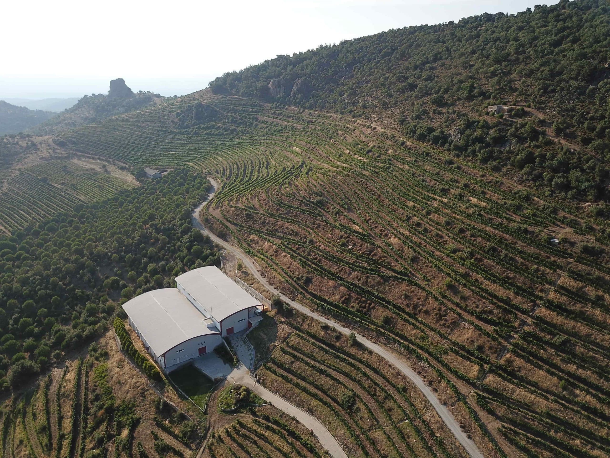 Ma’adra Vineyards Rise from the Ashes