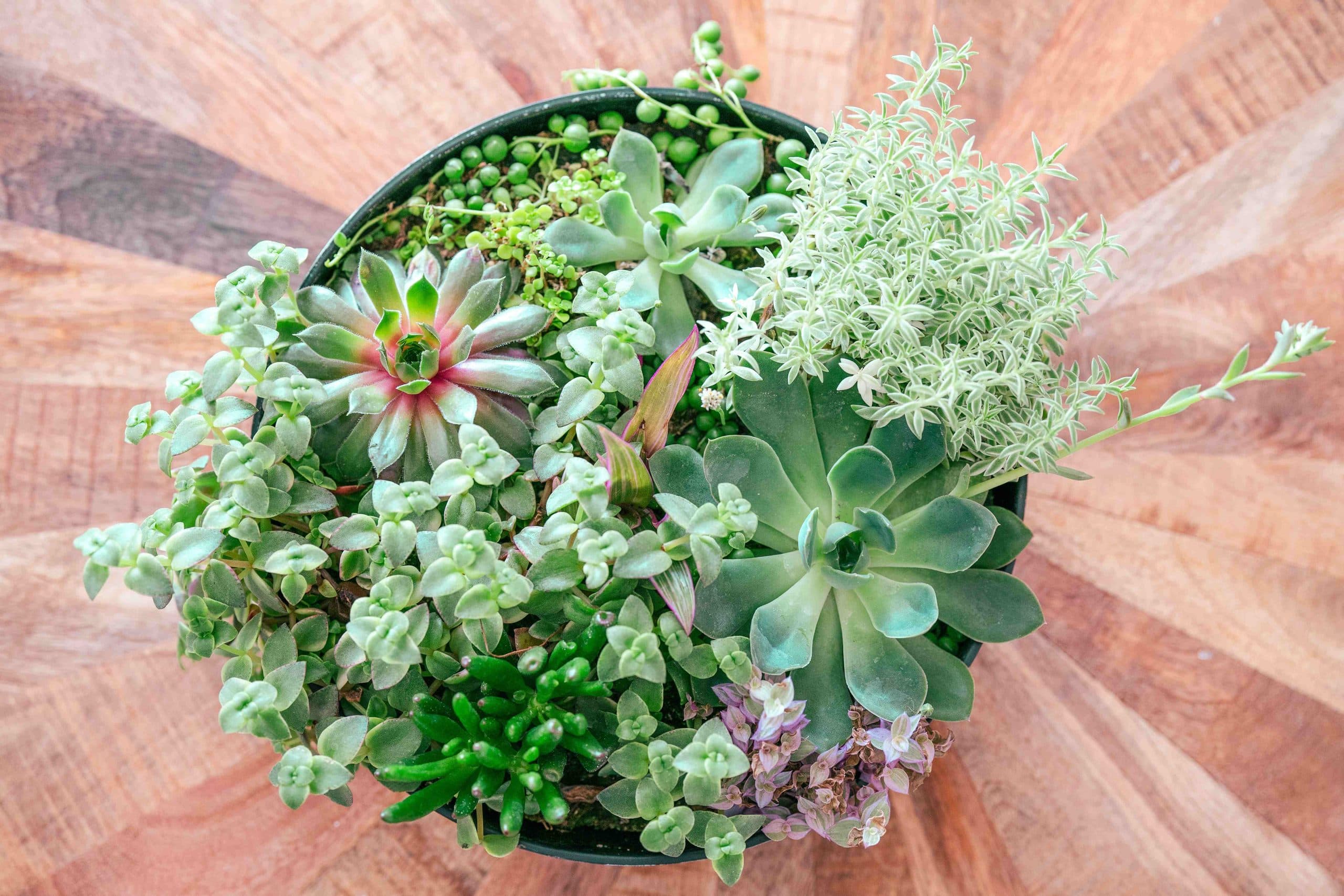 Sedum Ailesi