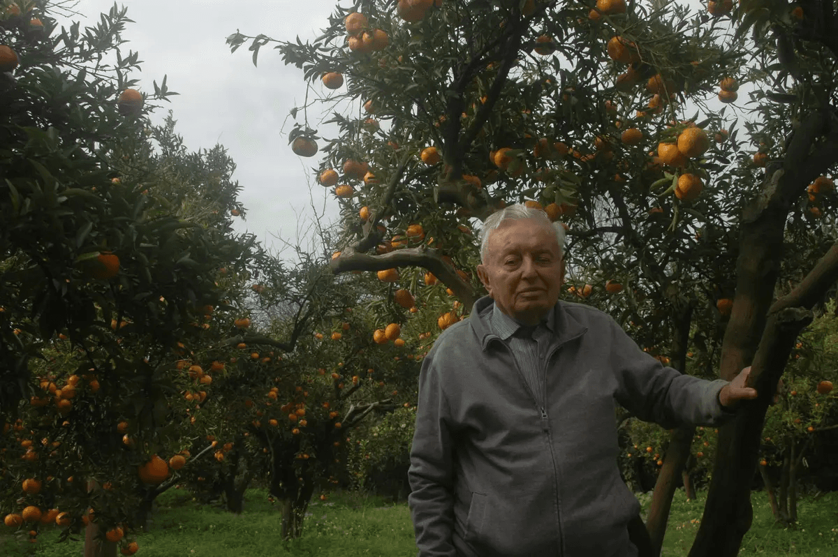 In Pursuit of the Mandarin: Bodrum Yadigarı