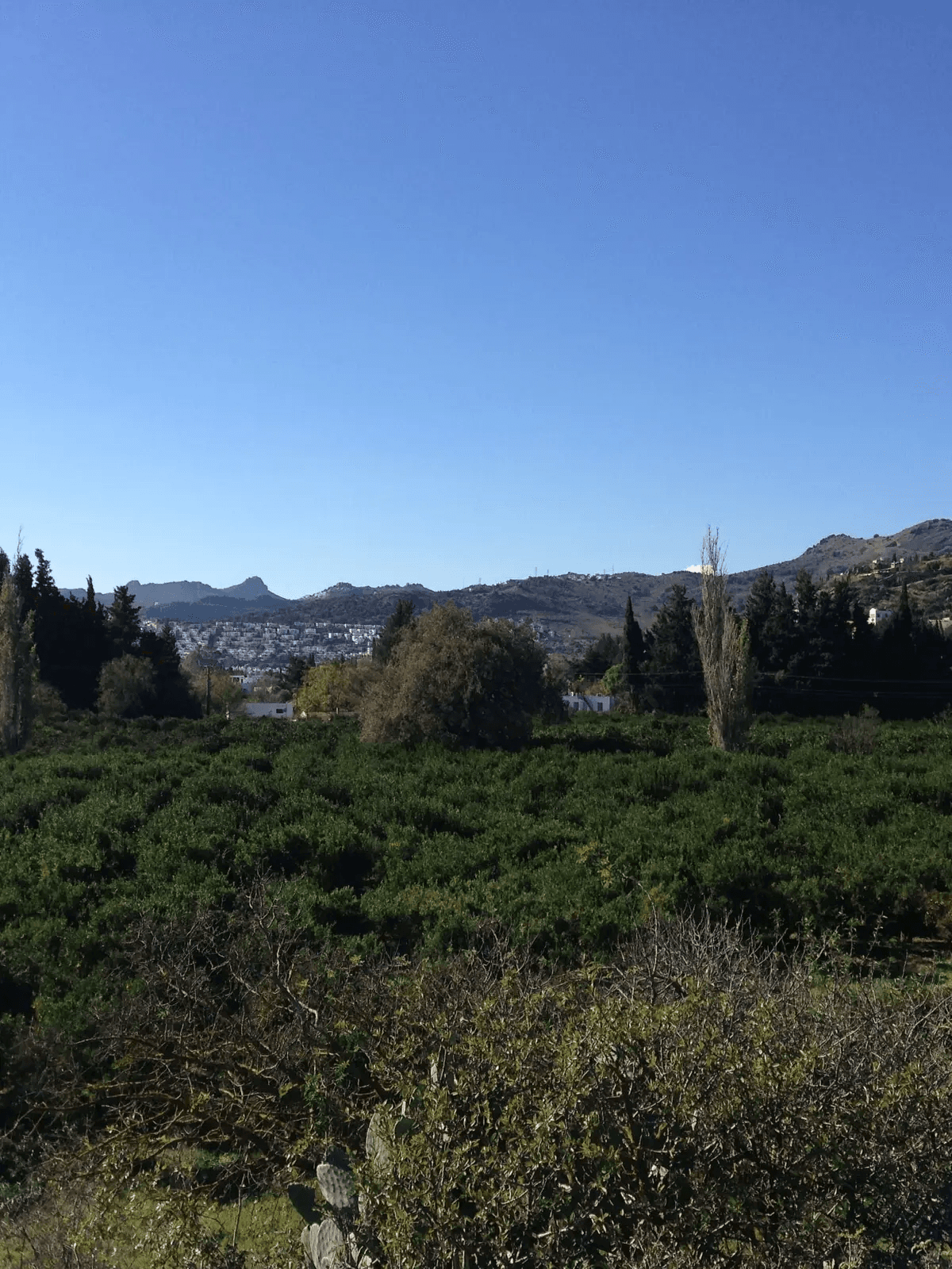 In Pursuit of the Mandarin: Bodrum Yadigarı