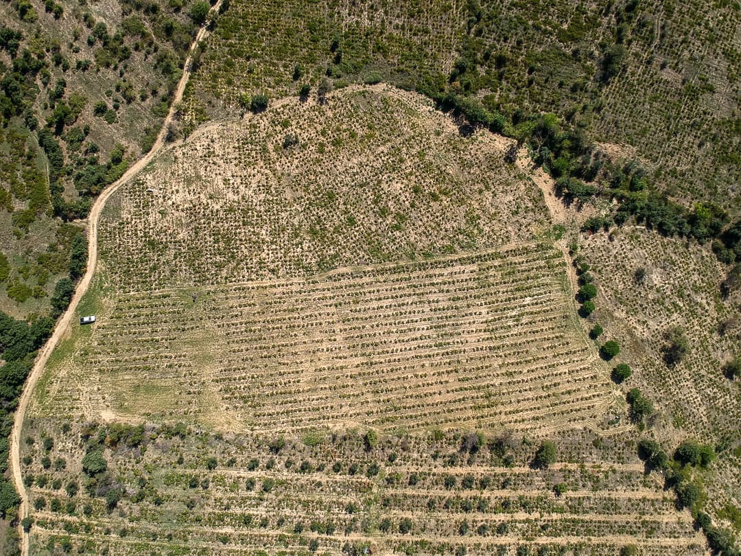 Yaban Kolektif Karasakiz Vineyard İn Cavuslu Village @zuhtu Ozcelik