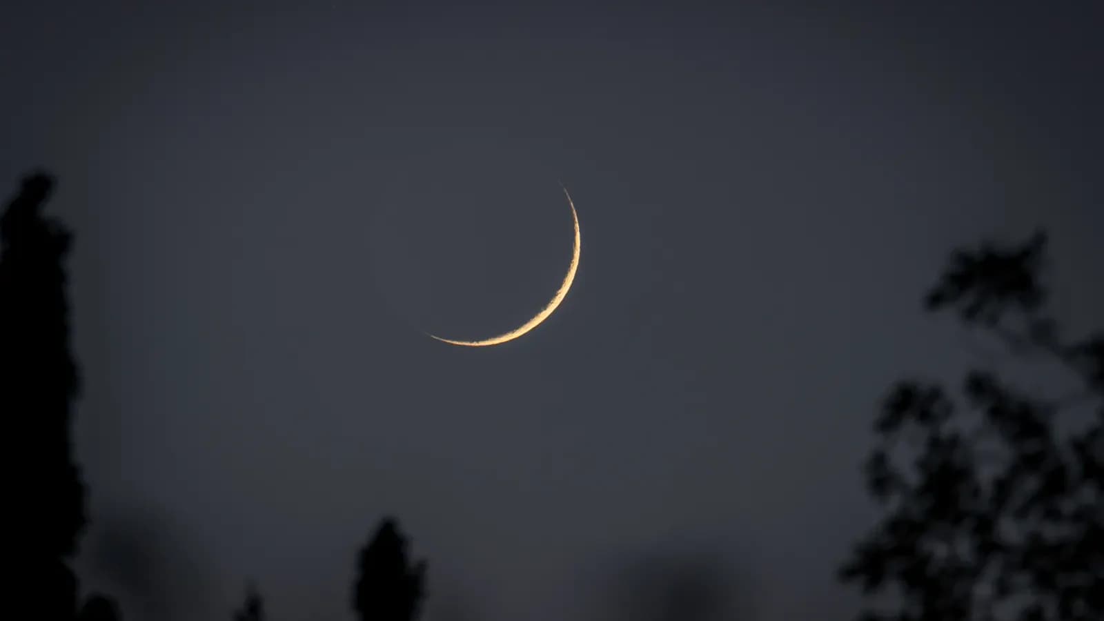 A peaceful crescent moon hangs in the night sky framed by silhouetted trees.