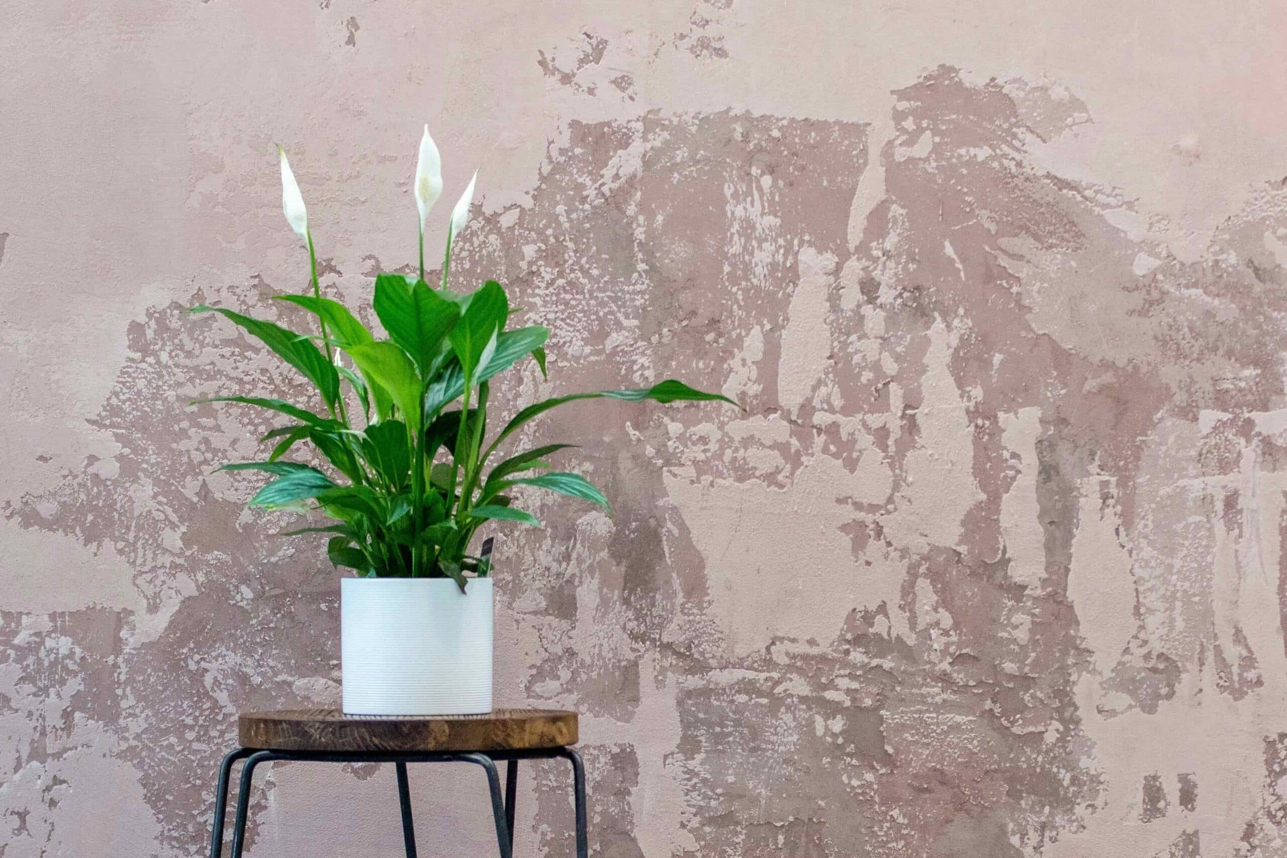 11 feng shui bitkisi baris edited