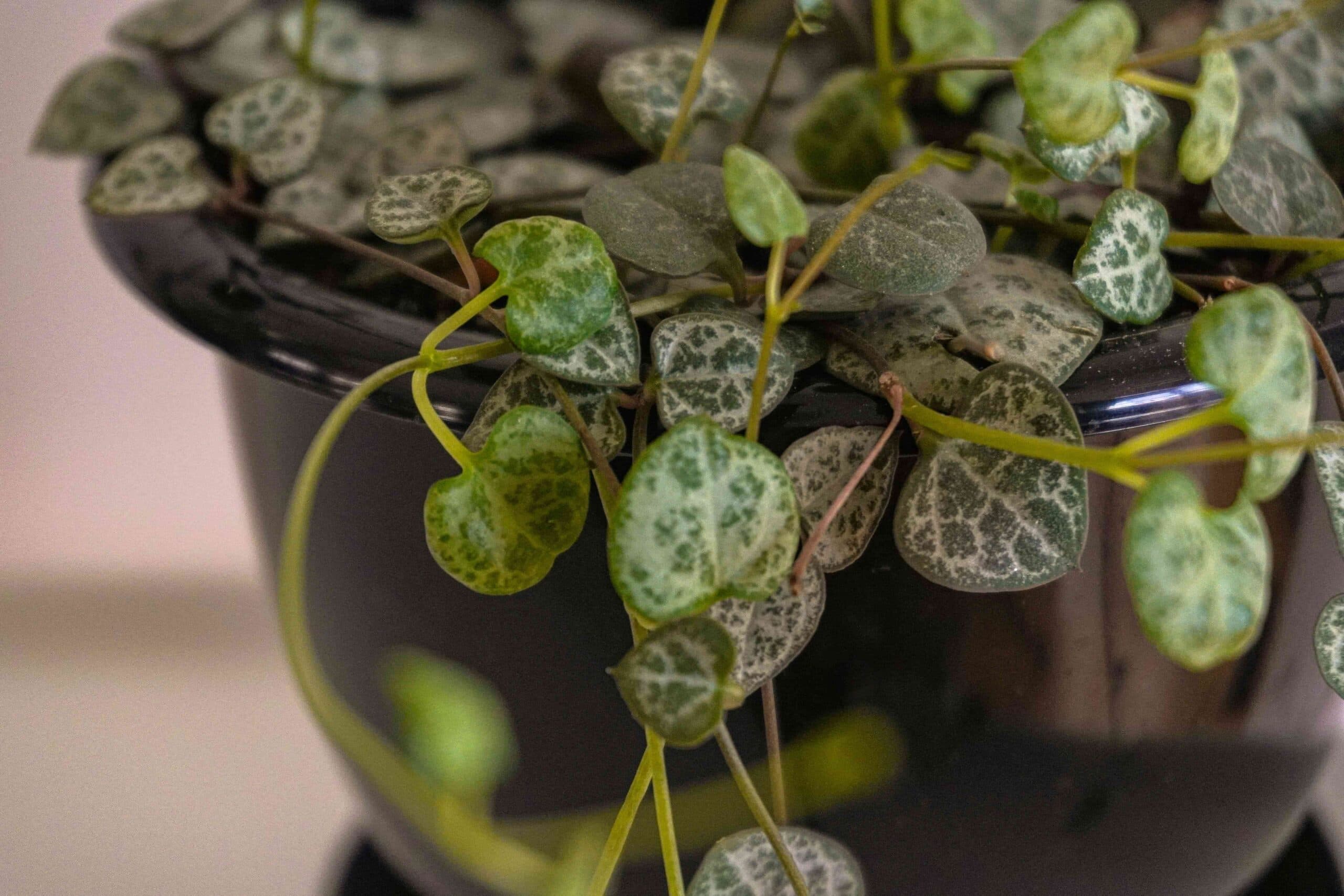 feng shui bitkileri Ceropegia 1