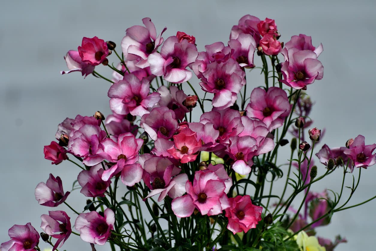 anlamlarina gore gelin cicekleri duguncicegi