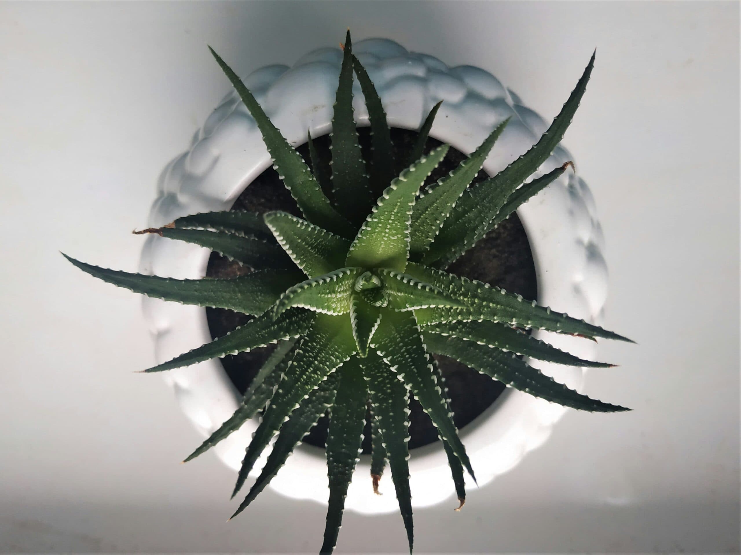 evde kolayca yetistirebileceginiz 9 bitki zebra 1