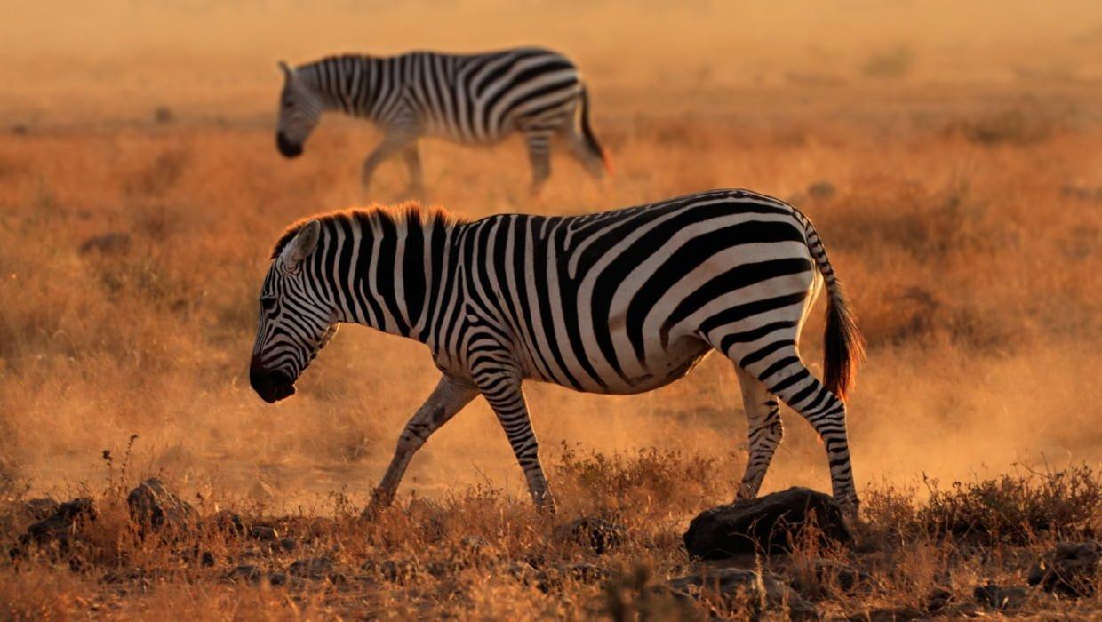 Safariye Kaçış Safariye Kaçış