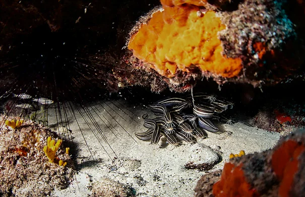 Diving in the "Red Sea" of the Eastern Mediterranean Bu Görsel Boş Bir Alt Niteliğe Sahip; Dosya Adı Image-44.Png
