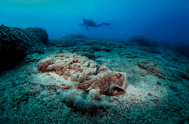 Diving in the “Red Sea” of the Eastern Mediterranean Diving in the “Red Sea” of the Eastern Mediterranean