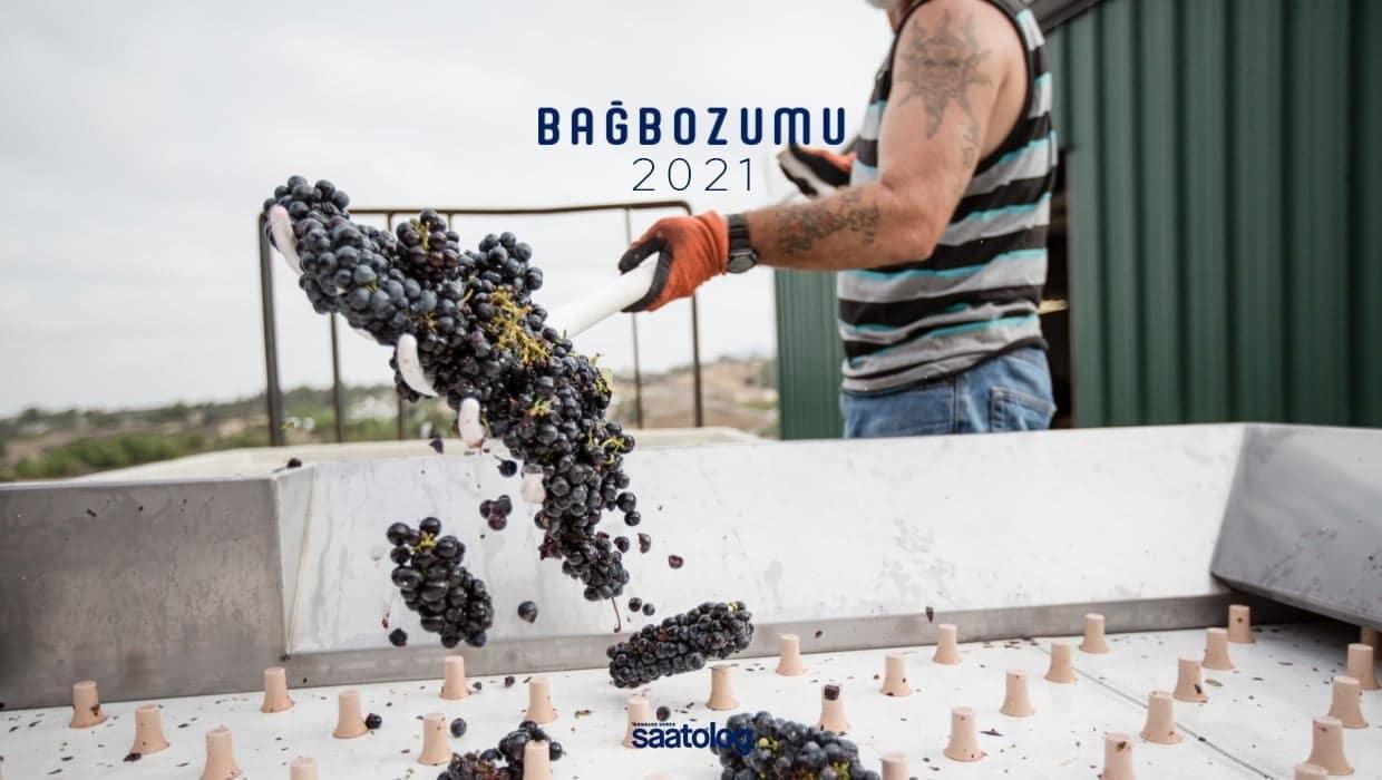 The 2021 Grape Harvest: The Grape Variety The 2021 Grape Harvest: The Grape Variety