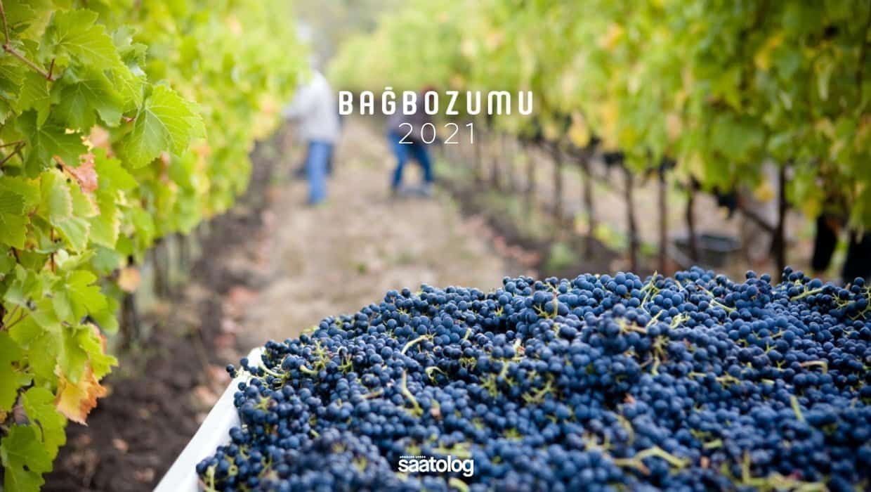 Bağbozumu 2021: Üzümü Ye, Çeşidini Tanı!