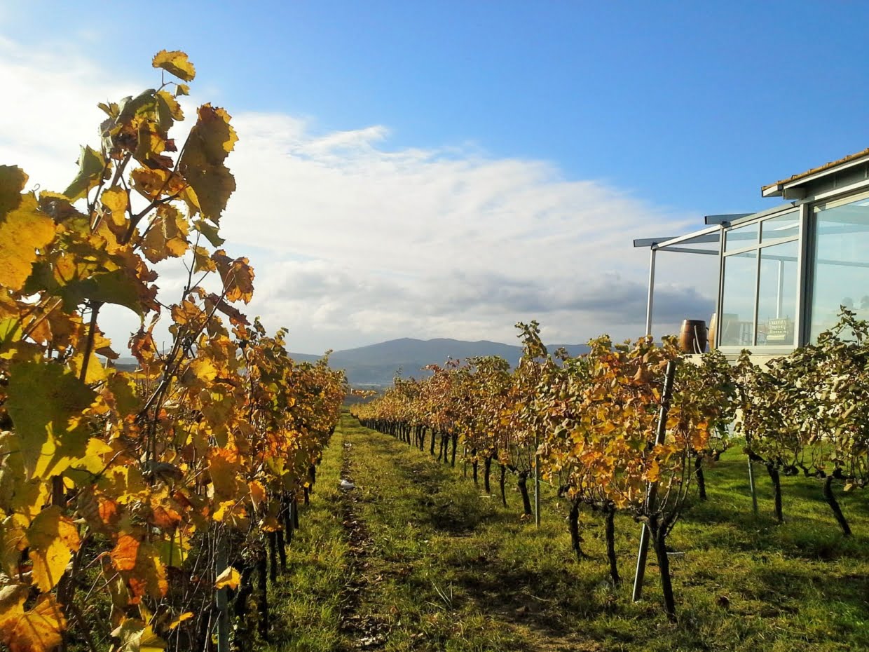 The 2021 Grape Harvest: The Miracle Begins with The Grape's Ripening The 2021 Grape Harvest: The Miracle Begins With The Grape'S Ripening