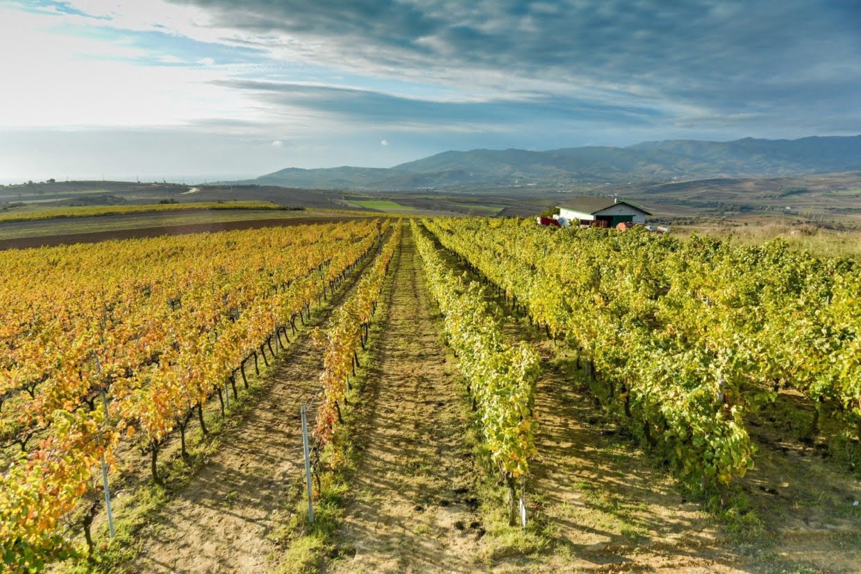 The 2021 Grape Harvest: The Miracle Begins with The Grape's Ripening The 2021 Grape Harvest: The Miracle Begins With The Grape'S Ripening