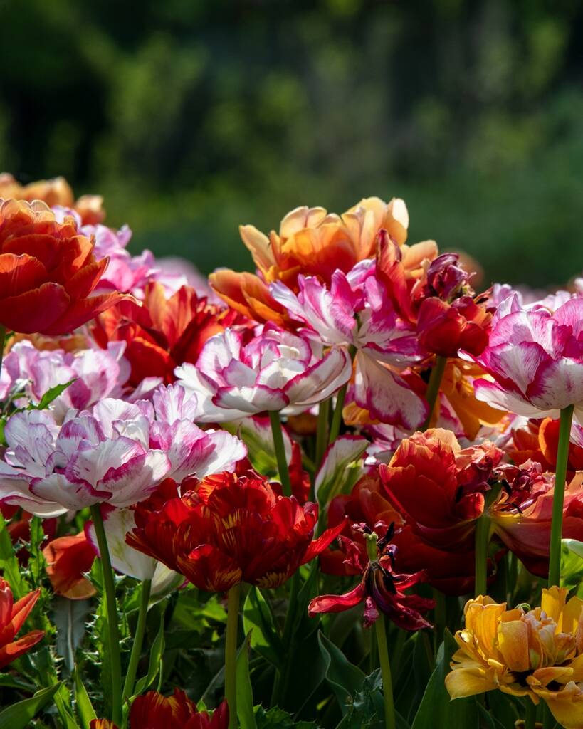 Koku Hafızasına Yeni Bir Anı; The Perfumer’s Garden Koku Hafızasına Yeni Bir Anı; The Perfumer’s Garden
