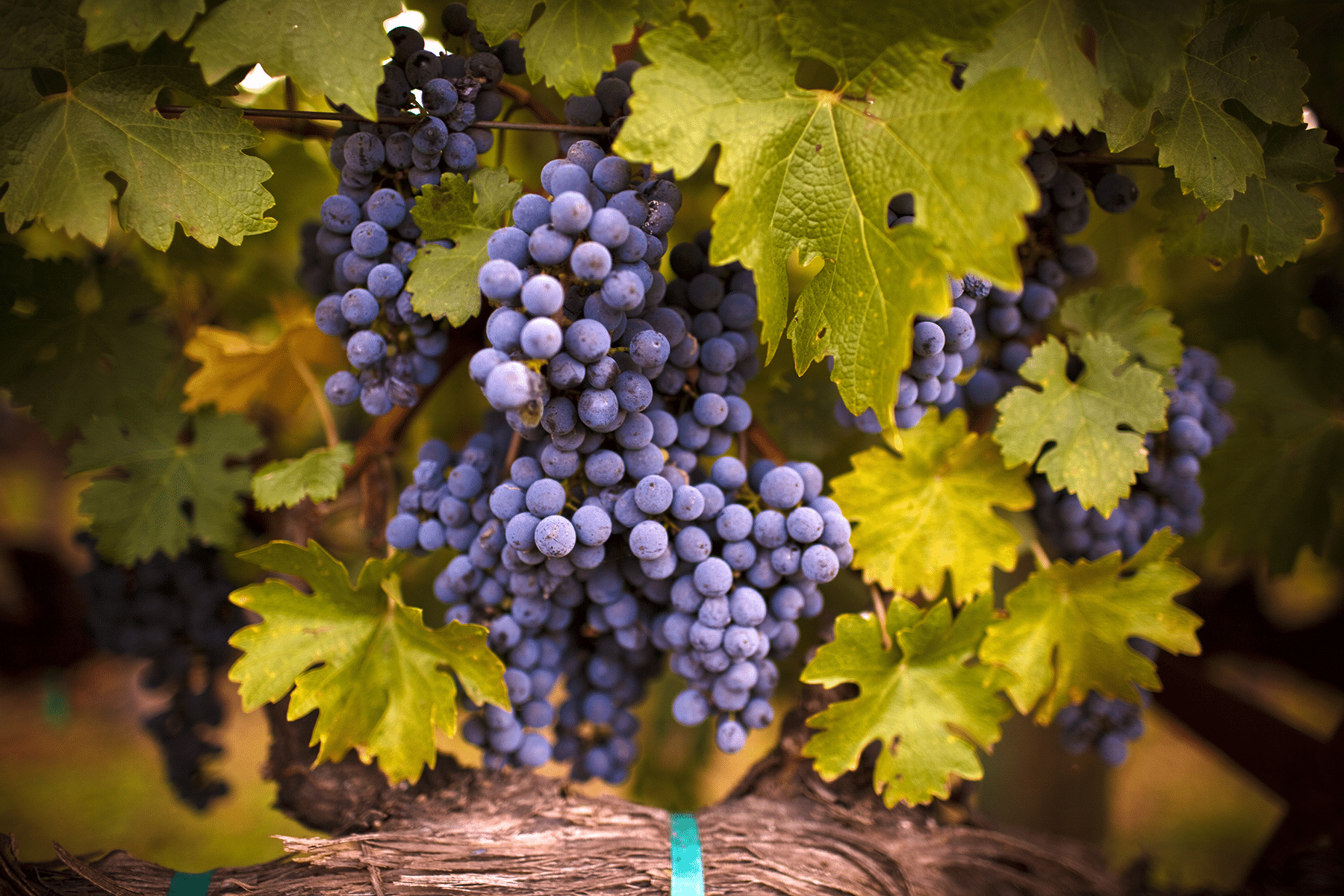 An Interview with Mustafa Çamlıca about His Award-Winning Wines An Interview With Mustafa Çamlıca About His Award-Winning Wines