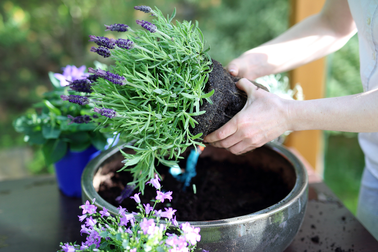 The Best Potted Flowers for Your Balcony The Best Potted Flowers For Your Balcony