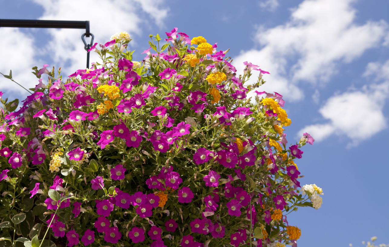 The Best Potted Flowers for Your Balcony The Best Potted Flowers For Your Balcony