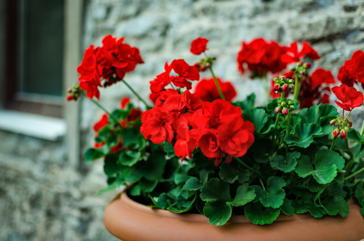 The Best Potted Flowers for Your Balcony The Best Potted Flowers For Your Balcony
