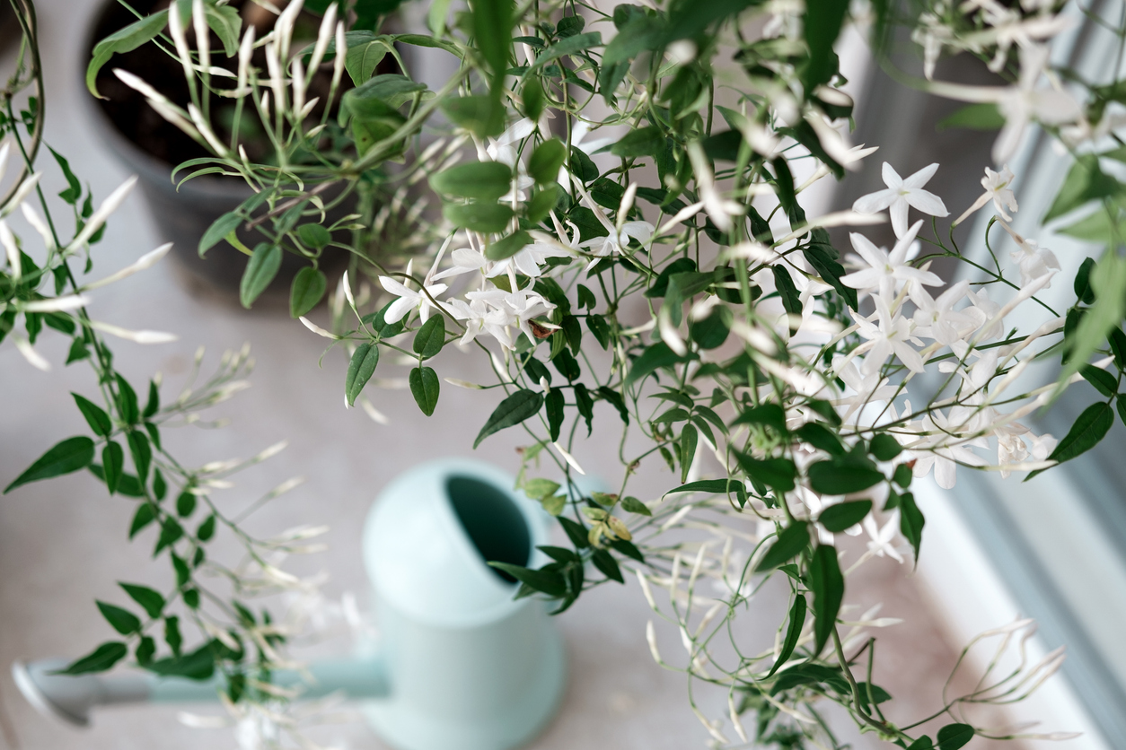The Best Potted Flowers for Your Balcony The Best Potted Flowers For Your Balcony
