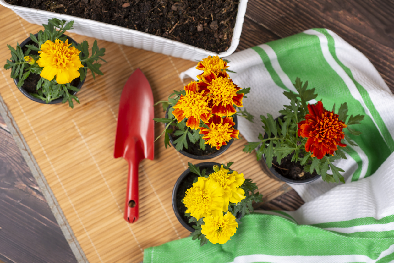The Best Potted Flowers for Your Balcony The Best Potted Flowers For Your Balcony