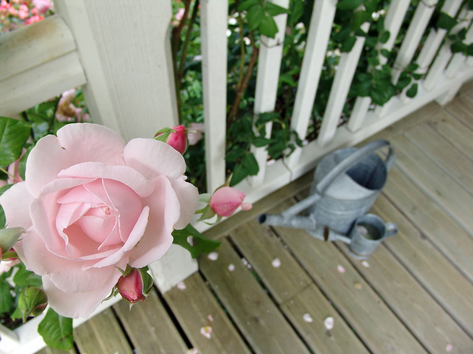 The Best Potted Flowers for Your Balcony The Best Potted Flowers For Your Balcony