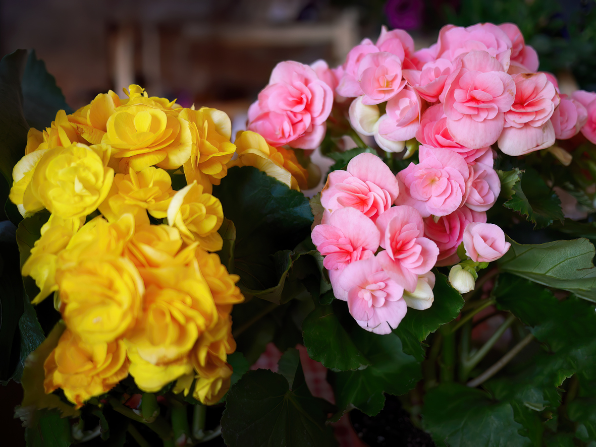 The Best Potted Flowers for Your Balcony The Best Potted Flowers For Your Balcony