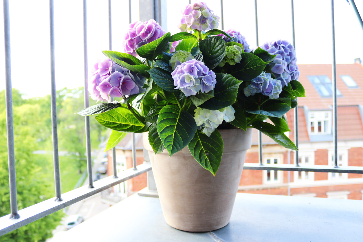 The Best Potted Flowers for Your Balcony The Best Potted Flowers For Your Balcony