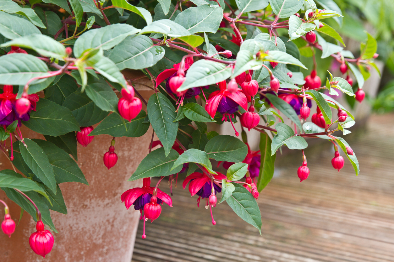 The Best Potted Flowers for Your Balcony The Best Potted Flowers For Your Balcony