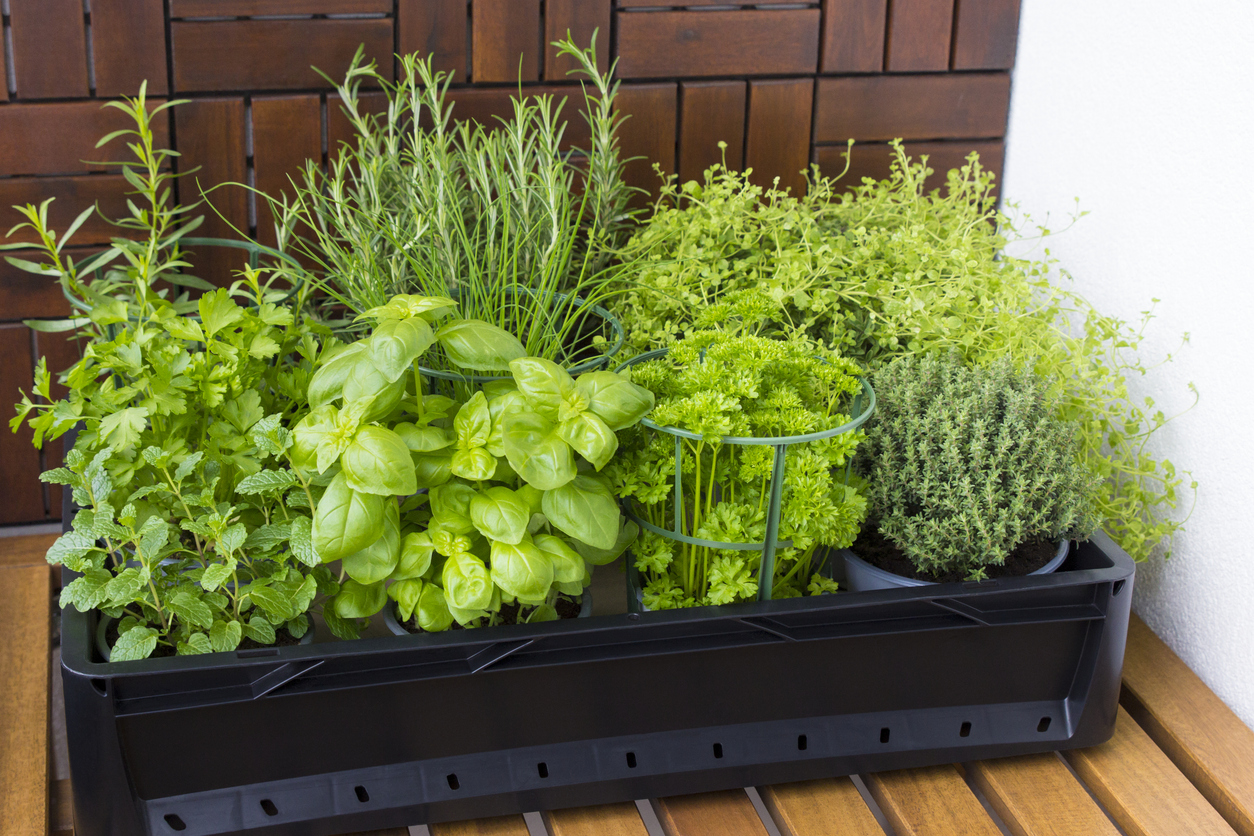 The Best Potted Flowers for Your Balcony The Best Potted Flowers For Your Balcony