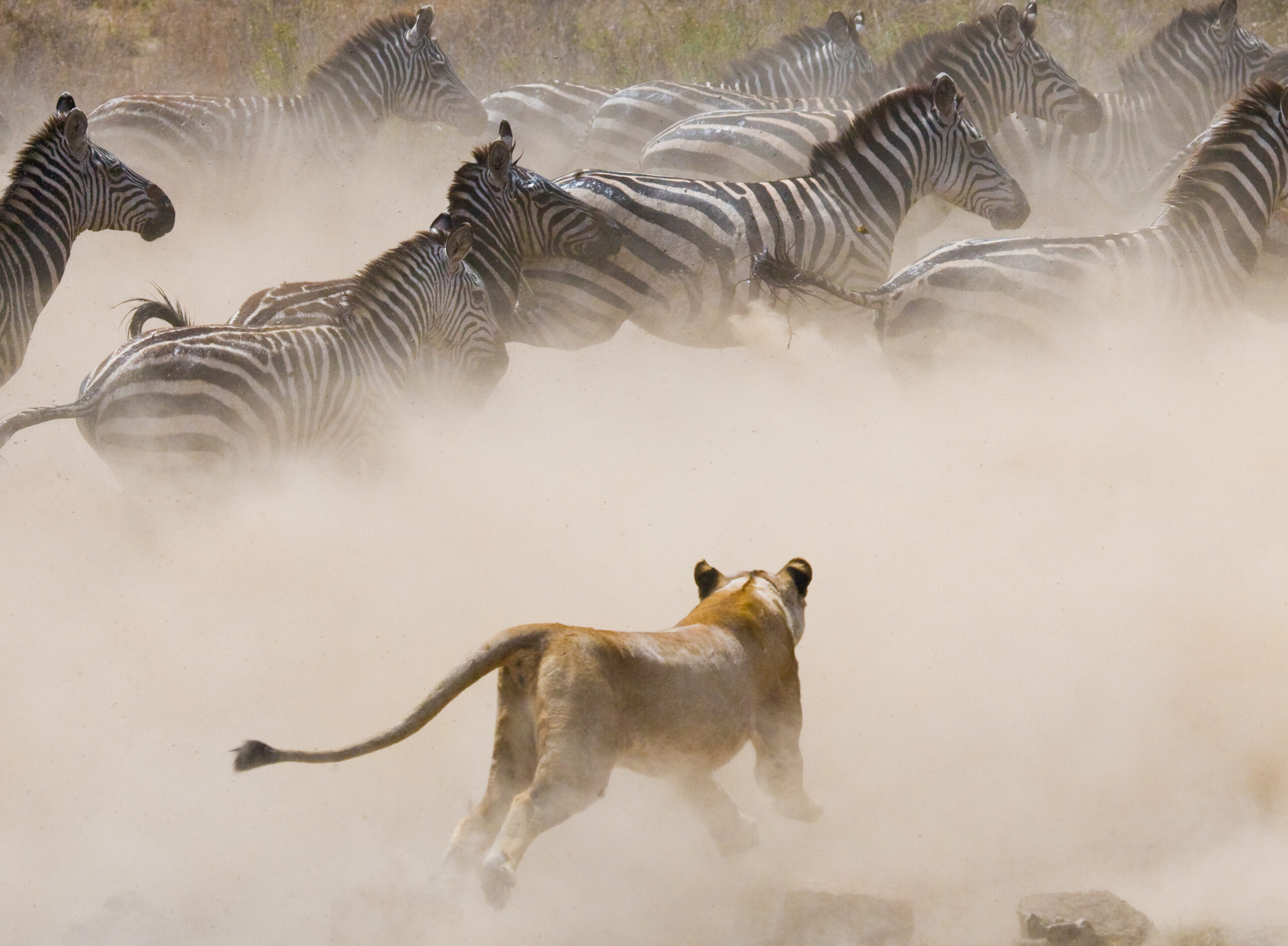 Afrika’da Büyük Antilop Göçü Zamanı Afrika’da Büyük Antilop Göçü Zamanı
