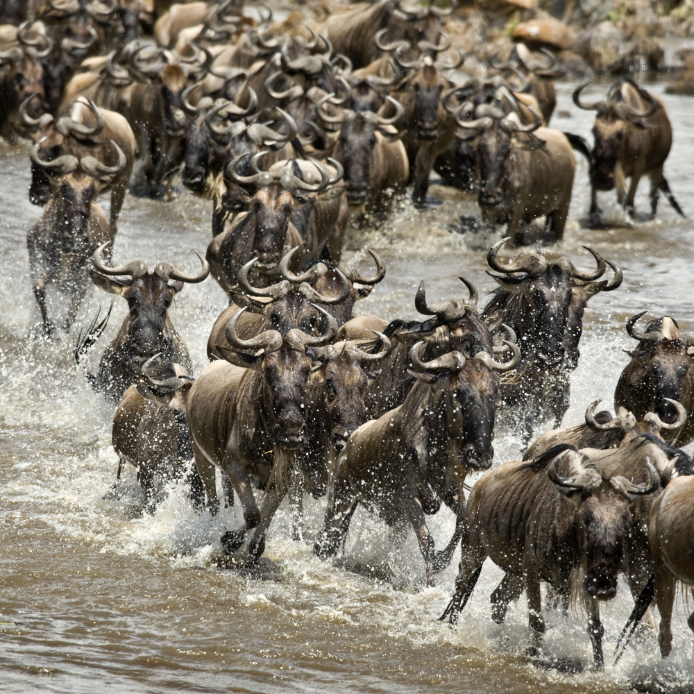 It Is Time For The Great Wildebeest Migration In Africa