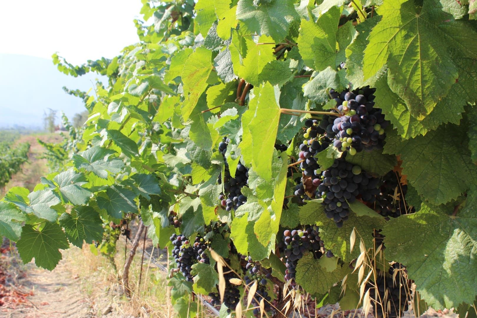 Vintage 2024: A Hot, Dry, and Early Harvest Vintage 2024